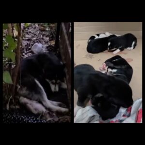 Cățelușă | MyTex.ro