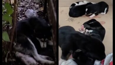 Povestea Akirei: De la cățelușă cu familie, la mamă lăsată să fete pe străzi din Brașov... (Video) 1 Cățelușă | MyTex.ro