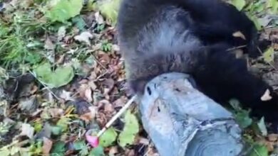 soț și soție | MyTex.ro