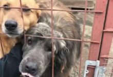 autovehiculele | MyTex.ro