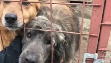 Fericirea | MyTex.ro