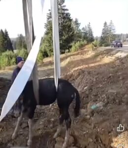 VIDEO. Pompierii din Poiana Brașov au salvat un mânz căzut într-un canal / „Fiecare viață contează" 4 Pompierii | MyTex.ro