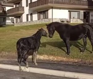 VIDEO. Pompierii din Poiana Brașov au salvat un mânz căzut într-un canal / „Fiecare viață contează" 2 Pompierii | MyTex.ro