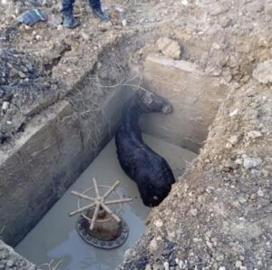 VIDEO. Pompierii din Poiana Brașov au salvat un mânz căzut într-un canal / „Fiecare viață contează" 3 Pompierii | MyTex.ro