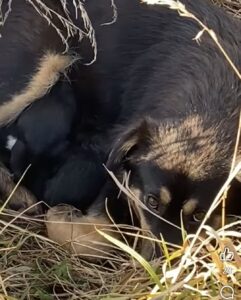 Video. O cățelușă și puiuții ei, fătați în Cimitirul Micșunica, preluați de urgență de Adăpostul Public din Brașov / Fenomen trist, din... nepăsarea oamenilor 5 Cățelușă | MyTex.ro