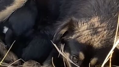 Video. O cățelușă și puiuții ei, fătați în Cimitirul Micșunica, preluați de urgență de Adăpostul Public din Brașov / Fenomen trist, din... nepăsarea oamenilor 1 Cățelușă | MyTex.ro