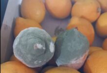 FOTO. Fructe „înghițite” de mucegai și produse expirate, „ofertele” dinainte de Black Friday 3 | MyTex.ro