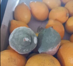 FOTO. Fructe „înghițite” de mucegai și produse expirate, „ofertele” dinainte de Black Friday 41 fructe | MyTex.ro