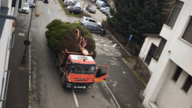 Ce înălțime are bradul de Crăciun de la Râșnov / Când va fi aprins iluminatul festiv 8 Probabil cel mai vârstnic | MyTex.ro