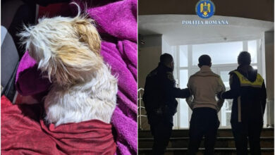 Bărbat încătușat de polițiști după ce și-a aruncat cățelușa, un Bichon de doar câteva luni, de la etajul 2 1 încătușat | MyTex.ro
