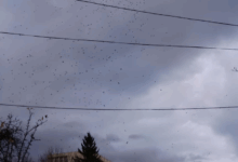 Colina Universităţii, noul cuib al ciorilor din Braşov / Ce soluţii pot avea autorităţile 3 | MyTex.ro