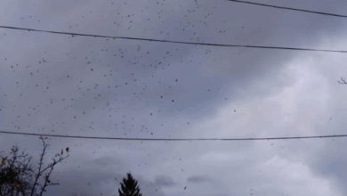 Colina Universităţii, noul cuib al ciorilor din Braşov / Ce soluţii pot avea autorităţile 5 | MyTex.ro