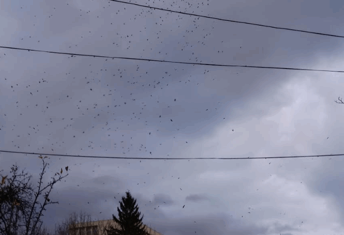 Colina Universităţii, noul cuib al ciorilor din Braşov / Ce soluţii pot avea autorităţile 5 Ciori | MyTex.ro