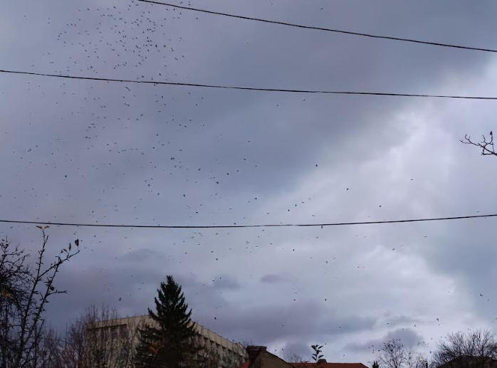 Colina Universităţii, noul cuib al ciorilor din Braşov / Ce soluţii pot avea autorităţile 7 Ciori | MyTex.ro