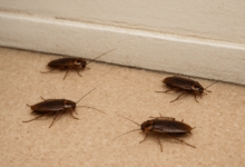 Disputa dintre Ioan Abrudan şi studenţii Universităţii Transilvania s-a mutat pe Reddit. Cine a adus gândaci în cămine? 3 Disputa