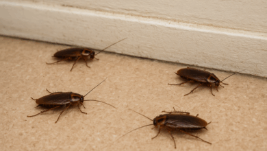 Disputa dintre Ioan Abrudan şi studenţii Universităţii Transilvania s-a mutat pe Reddit. Cine a adus gândaci în cămine? 1 Disputa