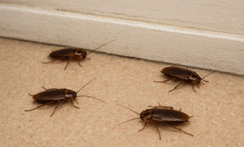 Disputa dintre Ioan Abrudan şi studenţii Universităţii Transilvania s-a mutat pe Reddit. Cine a adus gândaci în cămine? 5 Disputa