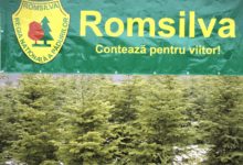 Cât costă un pom de Crăciun vândut de Romsilva 5 Braşov | MyTex.ro