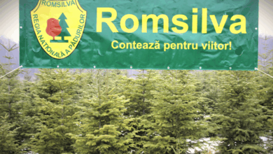 Cât costă un pom de Crăciun vândut de Romsilva 1 Romsilva | MyTex.ro