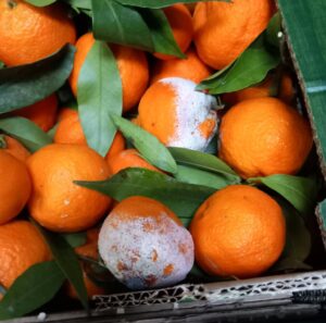 Controale ANPC la nivel național: amenzi de peste 14,4 milioane de lei în numai cinci zile 13 ANPC | MyTex.ro