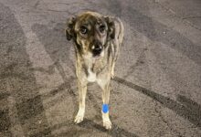 Astăzi vor fi puse în funcțiune semafoarele din alte două giratorii din Brașov | MyTex.ro