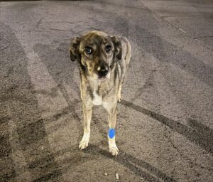 Cățelușă | MyTex.ro