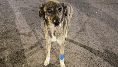 Cățelușă | MyTex.ro