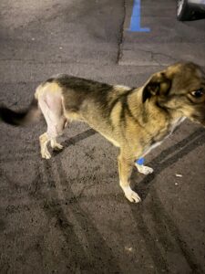 Cățelușă | MyTex.ro