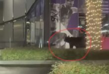 Video. Urs filmat pe lângă magazinele de la mall-ul Coresi din Brașov 5 Veste bună pentru românii cu credite vechi | MyTex.ro