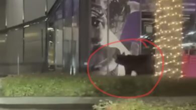 Parada bicicletelor va ocupa străzile din Brașov | MyTex.ro