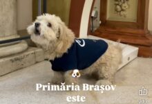 Urşii din România | MyTex.ro