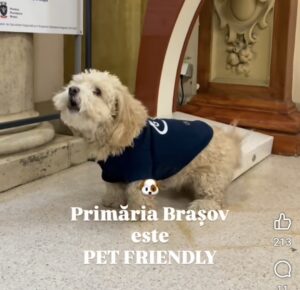 Primăria | MyTex.ro