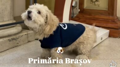 Primăria Brașov este pet friedly (video) 1 Primăria | MyTex.ro