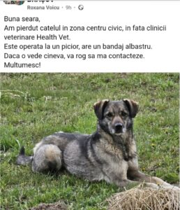 Cățelușă | MyTex.ro