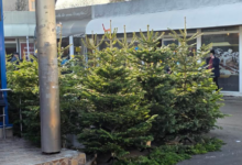 Bradul de Crăciun valorează 25 de lei după sărbători. Unde îl poți returna 6 Concedieri | MyTex.ro