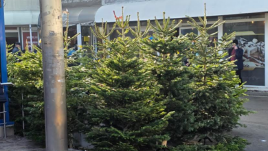 Bradul de Crăciun valorează 25 de lei după sărbători. Unde îl poți returna 6 Braşov | MyTex.ro