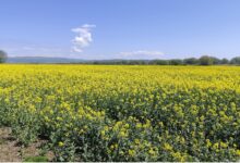 Teren agricol scos la licitație în județul Brașov 5 Încă un cod | MyTex.ro