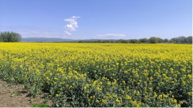Teren agricol scos la licitație în județul Brașov 12 | MyTex.ro