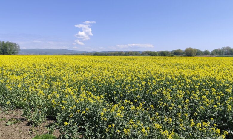 teren agricol | MyTex.ro