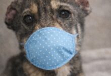 Caz șocant: Cățeluș mutilat intenționat (foto 2-3). Gino a ajuns în grija Asociației Sache Vet 7 Brașov | MyTex.ro