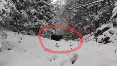 Brașov - Avertizare pentru turiști: urs semnalat în zona Prăpastia Urșilor din Piatra Mare (video) 1 Avertizare | MyTex.ro