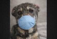 Caz șocant: Cățeluș mutilat intenționat (foto 2-3). Gino a ajuns în grija Asociației Sache Vet 5 Accident | MyTex.ro