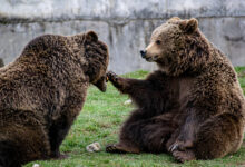 ZOO Brașov sărbătorește „Ziua Ursului”. Activități inedite în prima zi din februarie (program) 10 Două reprezentații pentru copii | MyTex.ro