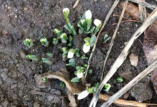 Ghioceii au ieșit la Brașov... dar iarna NU şi-a spus ultimul cuvânt 9 | MyTex.ro