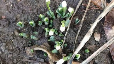 Ghioceii au ieșit la Brașov... dar iarna NU şi-a spus ultimul cuvânt 7 Brașov | MyTex.ro