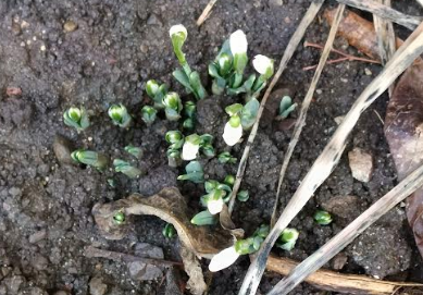 Ghioceii au ieșit la Brașov... dar iarna NU şi-a spus ultimul cuvânt 5 Braşov | MyTex.ro