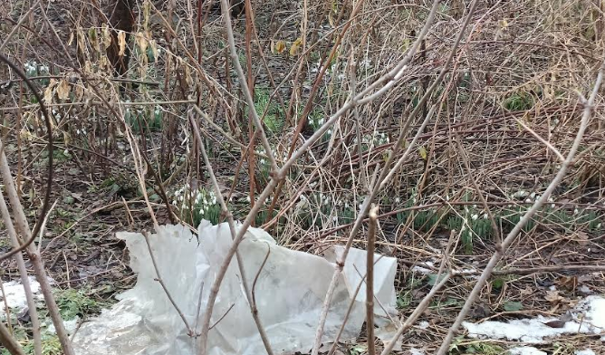 Ghioceii au ieșit la Brașov... dar iarna NU şi-a spus ultimul cuvânt 7 Braşov | MyTex.ro