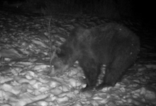 Dumitru Dragomir | MyTex.ro