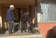 furtunile | MyTex.ro