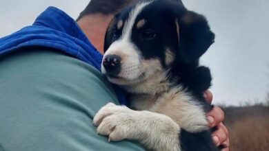 Proprietar | MyTex.ro